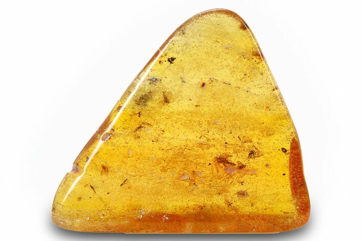 Polished Colombian Copal ( g) - Cricket Fossil! #263969